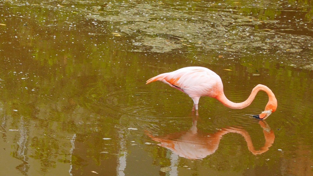 DropboxChooserAPI_bubbel-flamingo